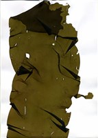 藏品(Saccharina longipedalis (Okamura) C. E. Lane, C. Mayes, Druehl et G. W. Saunders)的圖片